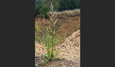 Gemeiner Beifuß (Artemisia vulgaris)