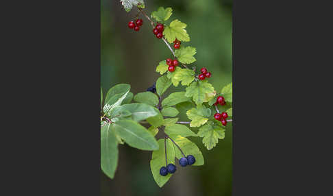 Schwarze Heckenkirsche (Lonicera nigra)