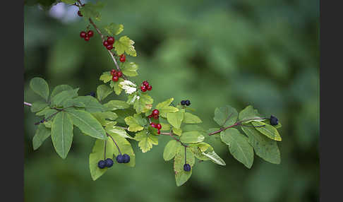 Schwarze Heckenkirsche (Lonicera nigra)