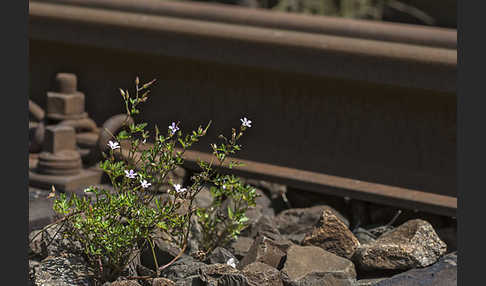 Stinkender Storchschnabel (Geranium robertianum)