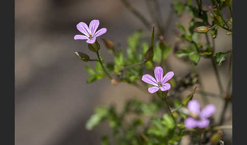 Stinkender Storchschnabel (Geranium robertianum)