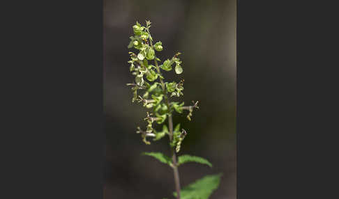 Salbei-Gamander (Teucrium scorodonia)