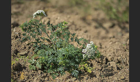 Hundspetersilie (Aethusa cynapium)