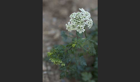 Hundspetersilie (Aethusa cynapium)