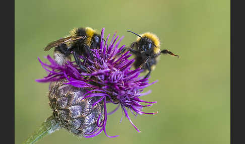 Gartenhummel (Bombus hortorum)