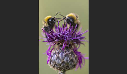 Gartenhummel (Bombus hortorum)