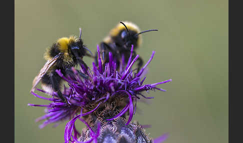 Gartenhummel (Bombus hortorum)