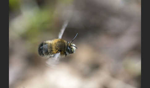 Gemeine Pelzbiene (Anthophora plumipes)