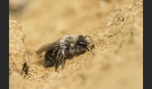 Weiden-Sandbiene (Andrena vaga)