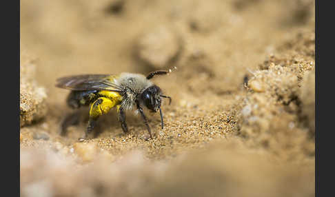 Weiden-Sandbiene (Andrena vaga)