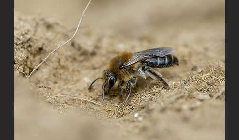 Schottische Erdbiene (Andrena scotica)