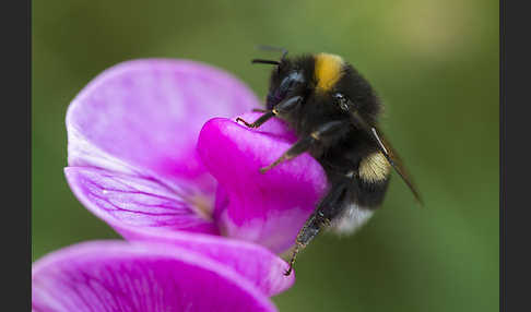 Helle Erdhummel (Bombus lucorum)