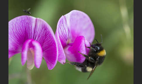 Helle Erdhummel (Bombus lucorum)