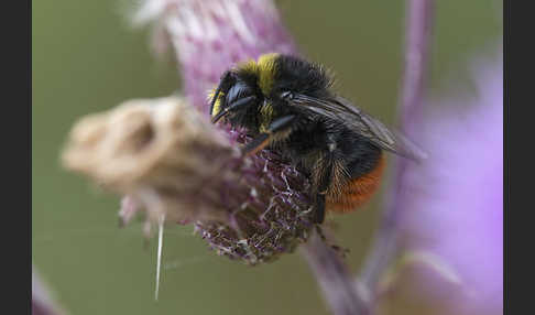 Steinhummel (Bombus lapidarius)