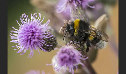 Helle Erdhummel (Bombus lucorum)