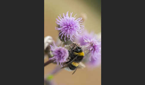 Helle Erdhummel (Bombus lucorum)