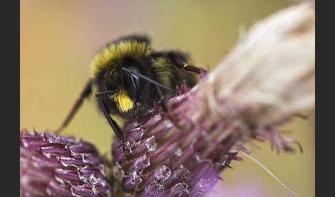 Helle Erdhummel (Bombus lucorum)