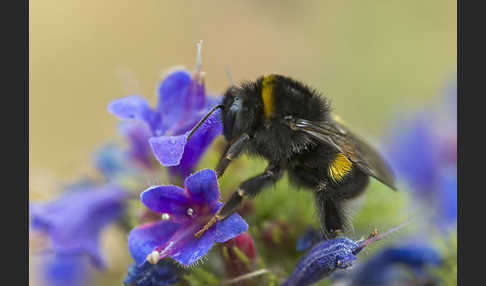 Dunkle Erdhummel (Bombus terrestris)