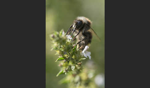 Steinhummel (Bombus lapidarius)