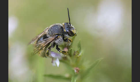 Große Wollbiene (Anthidium manicatum)