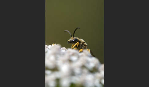 Gelbbindige Furchenbiene (Halictus scabiosae)