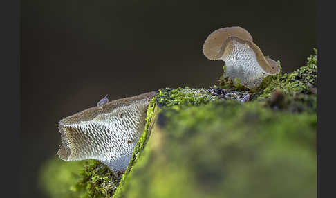 Gallertiger Zitterzahn (Pseudohydnum gelatinosum)