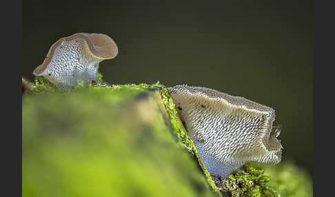 Gallertiger Zitterzahn (Pseudohydnum gelatinosum)