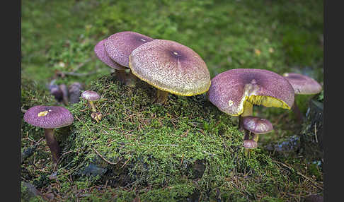 Rötlicher Holzritterling (Tricholomopsis rutilans)