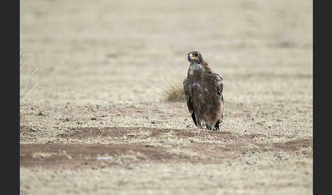 Steppenadler (Aquila nipalensis)