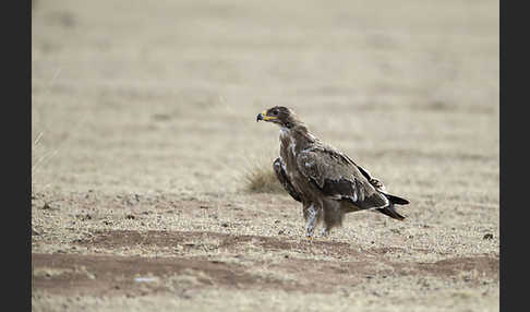 Steppenadler (Aquila nipalensis)