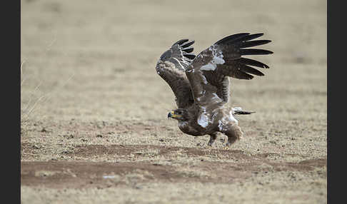 Steppenadler (Aquila nipalensis)