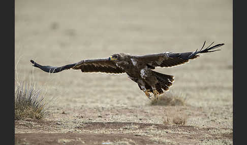 Steppenadler (Aquila nipalensis)