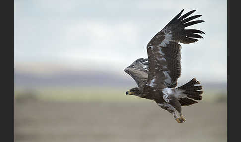 Steppenadler (Aquila nipalensis)