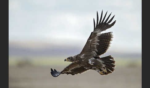 Steppenadler (Aquila nipalensis)