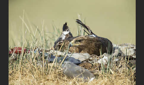 Steppenadler (Aquila nipalensis)