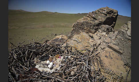 Steppenadler (Aquila nipalensis)