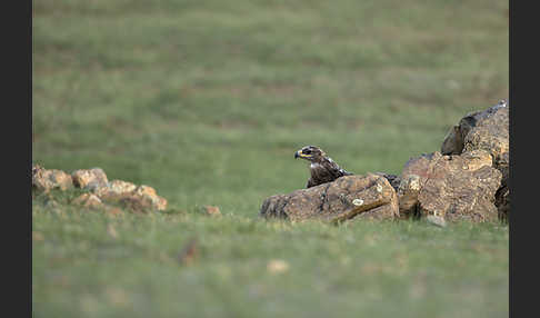 Steppenadler (Aquila nipalensis)