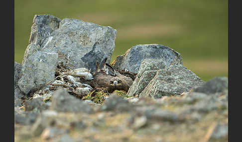 Steppenadler (Aquila nipalensis)