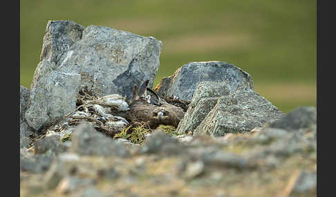 Steppenadler (Aquila nipalensis)