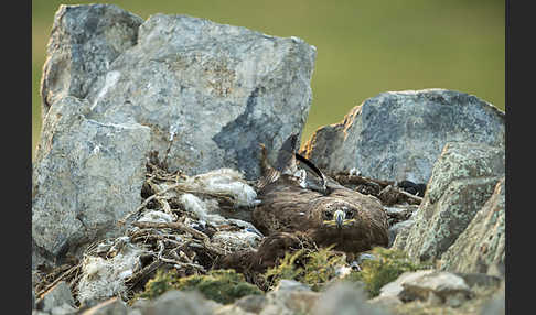 Steppenadler (Aquila nipalensis)