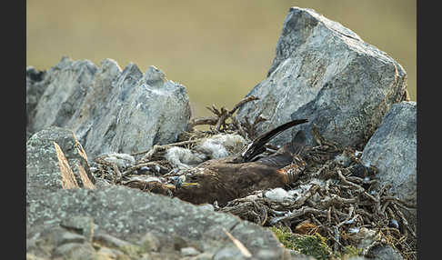 Steppenadler (Aquila nipalensis)