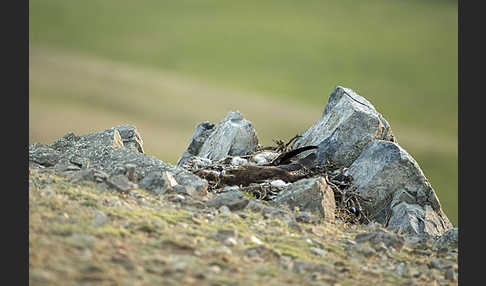 Steppenadler (Aquila nipalensis)