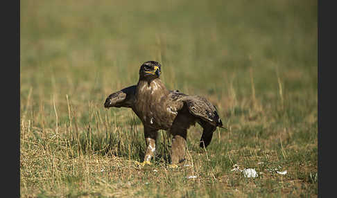 Steppenadler (Aquila nipalensis)