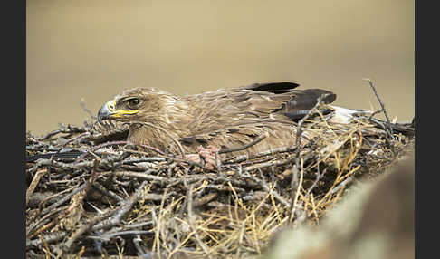 Steppenadler (Aquila nipalensis)