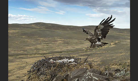 Steppenadler (Aquila nipalensis)