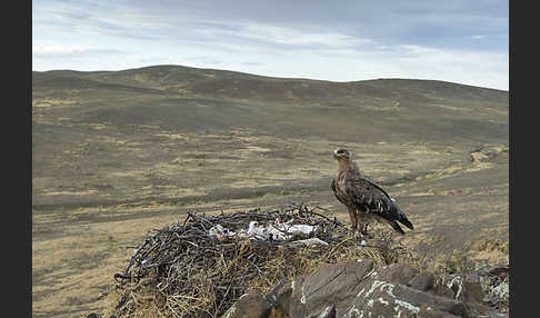 Steppenadler (Aquila nipalensis)