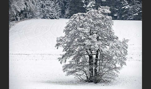 Schwarz-Erle (Alnus glutinosa)