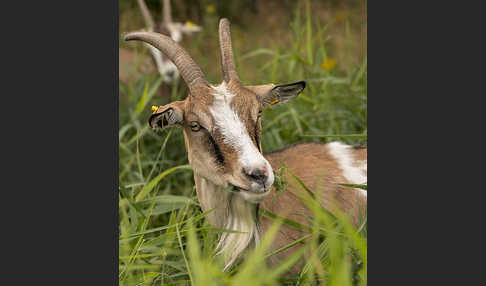 Hausziege (Capra aegagrus hircus)