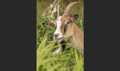 Hausziege (Capra aegagrus hircus)