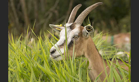 Hausziege (Capra aegagrus hircus)